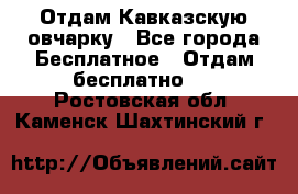 Отдам Кавказскую овчарку - Все города Бесплатное » Отдам бесплатно   . Ростовская обл.,Каменск-Шахтинский г.